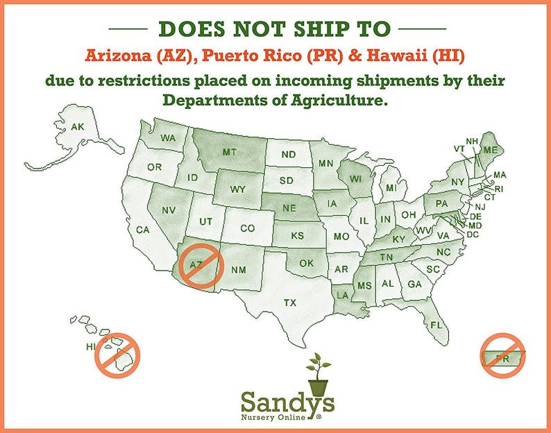Arbusto perenne de acebo (Ilex), variedad Nellie R Stevens, maceta de 7,6 cm (3 pulgadas). imagen 7