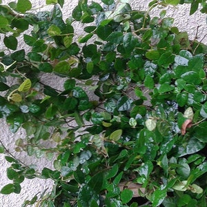 Ficus Pumila Creeping Fig, Wall Climber Starter Plant, Lot of 2