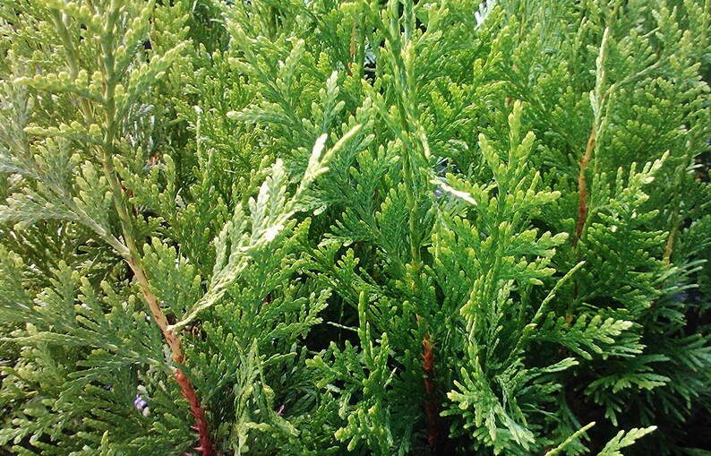 Thuja Green Giant Arborvitae 3 Inch Pot, Lot of 6 image 6