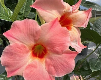 Mandevilla, ¡Nuevo! Melocotón gigante, maceta de 7,6 cm.