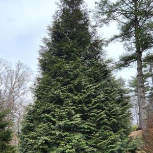 Thuja Green Giant Arborvitae 3 Inch Pot, Lot of 75 Bild 8