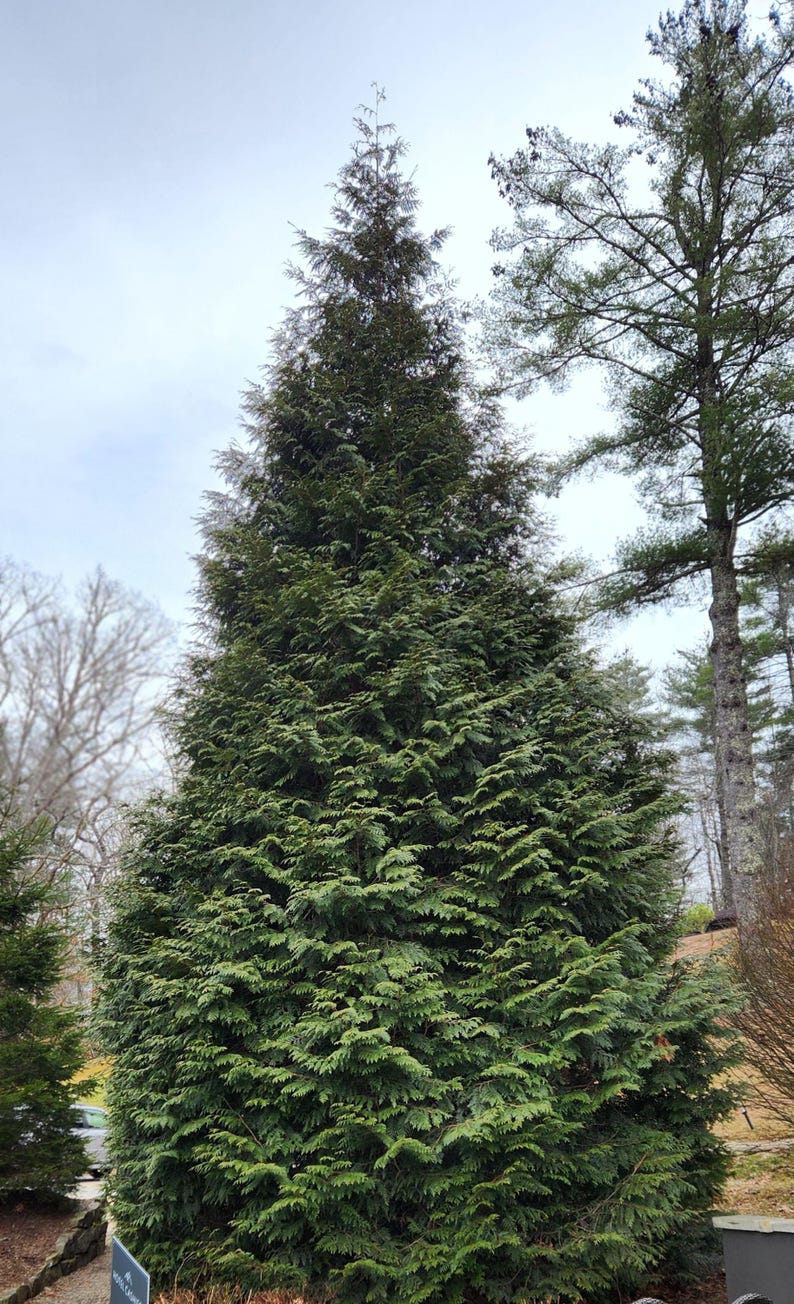 Thuja Green Giant Arborvitae 3 Inch Pot, Lot of 75 Bild 8