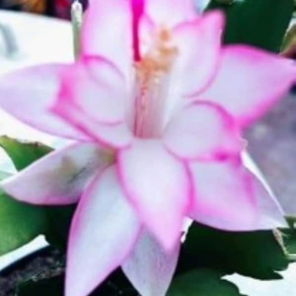 May include: Close-up of a vibrant pink and white flower with a prominent central stamen. The petals are edged in a bright pink, creating a striking contrast against the white interior. Green leaves provide a backdrop.