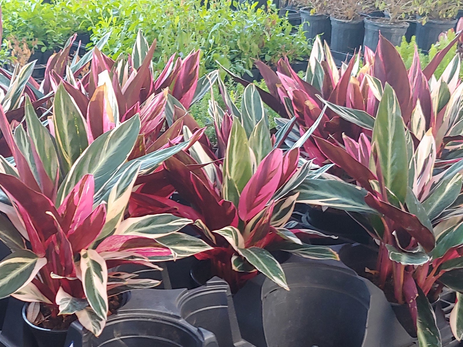 Stromanthe Accent Plant Triostar Multicolored Leaves 6 Inch - Etsy