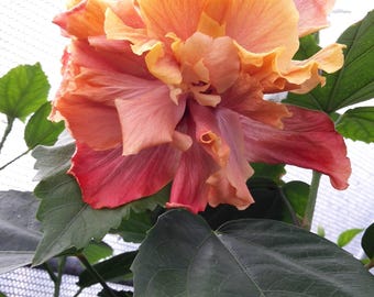 Hibiscus Cajun Color Live Plant – Tropical Flowering Shrub – Queen of Dreams Starter Plant Hibiscus Hybrid for Garden or Patio –