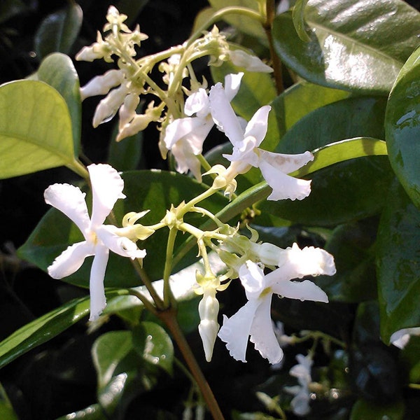 Jasmine Confederate Starter Plant, Lot of 2