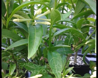 Jasmine Night Blooming Cestrum nocturnum Lot of 2 Starter Plants