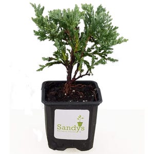 May include: A small evergreen tree in a black square pot. The tree has green and silver-blue foliage and a reddish-brown trunk. The pot has a white label with the text "Sandy's Nursery Online" and a small plant logo.