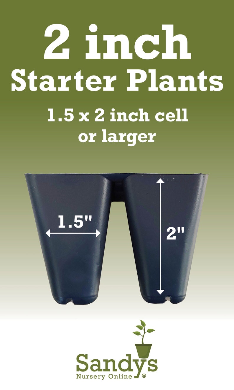 May include: Two black plastic plant pots, each measuring 1.5 inches wide by 2 inches tall. The pots are designed for starting plants and are labeled "2 inch Starter Plants 1.5 x 2 inch cell or larger".