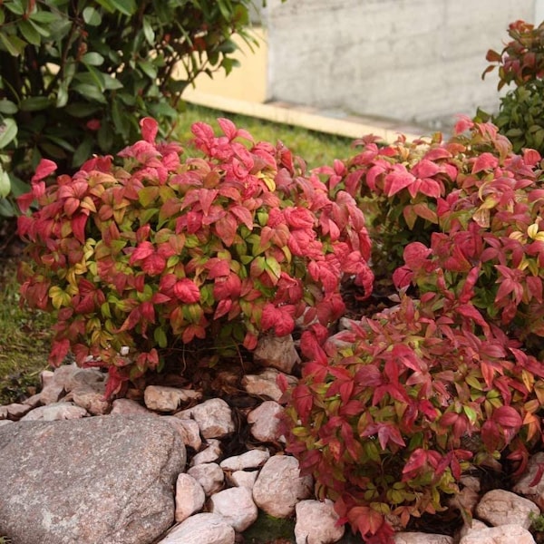 Nandina Dwarf Firepower domestica, Stater Plant, Lot of 6