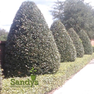 Arbusto perenne de acebo (Ilex), variedad Nellie R Stevens, maceta de 7,6 cm (3 pulgadas). imagen 3