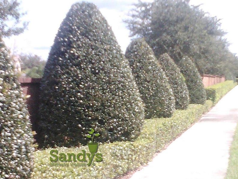 Arbusto perenne de acebo (Ilex), variedad Nellie R Stevens, maceta de 7,6 cm (3 pulgadas). imagen 3