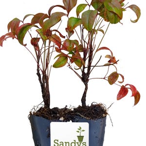 Nandina Dwarf Firepower domestica, Starter Plant imagem 2