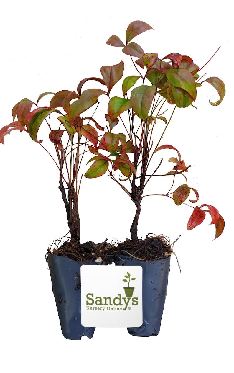 Nandina Dwarf Firepower domestica, Starter Plant imagem 2