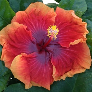 May include: A close-up of a vibrant hibiscus flower with layered petals. The flower showcases a gradient of colors, transitioning from deep red and purple in the center to orange and yellow at the edges. The flower's stamen is yellow, and the leaves are green.