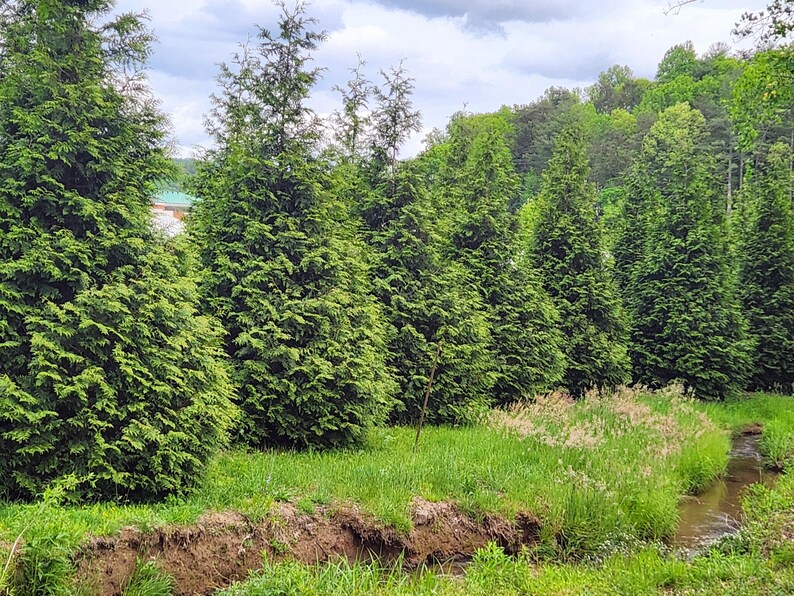 Thuja Green Giant Arborvitae 3 Inch Pot, Lot of 6 image 3