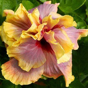 May include: A close-up of a double hibiscus flower with ruffled petals. The flower displays a gradient of colors, including yellow, pink, and red. The petals are layered, creating a full, textured appearance. Green leaves provide a backdrop.