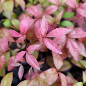 Nandina Dwarf Firepower domestica, Starter Plant imagem 1