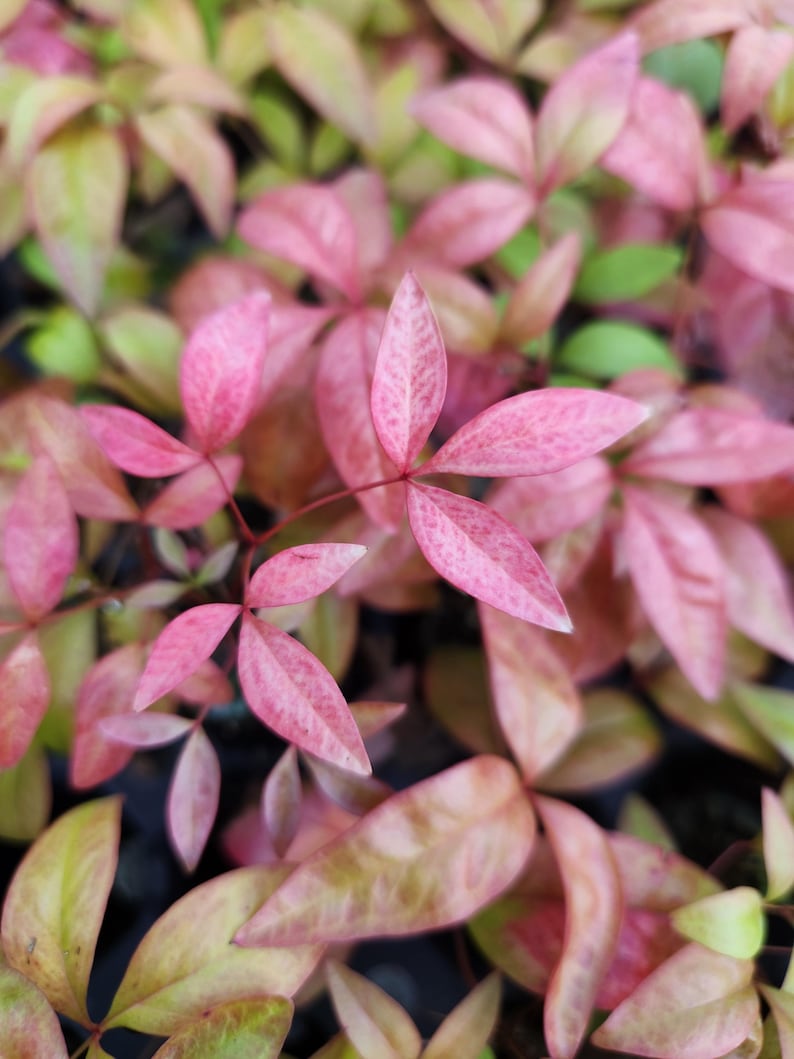 Nandina Dwarf Firepower domestica, Starter Plant imagem 1