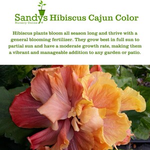 Hibiscus Cajun Color Purple Magic Starter Plant image 6