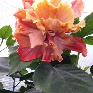 Hibiscus Flower Shrub, Cajun Color Queen of Dream, Starter Plant