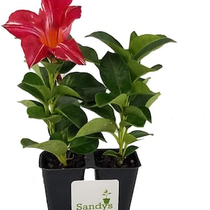 May include: Two potted red and white striped flowering plants in black pots with a white label that reads "Sandy's Nursery Online".