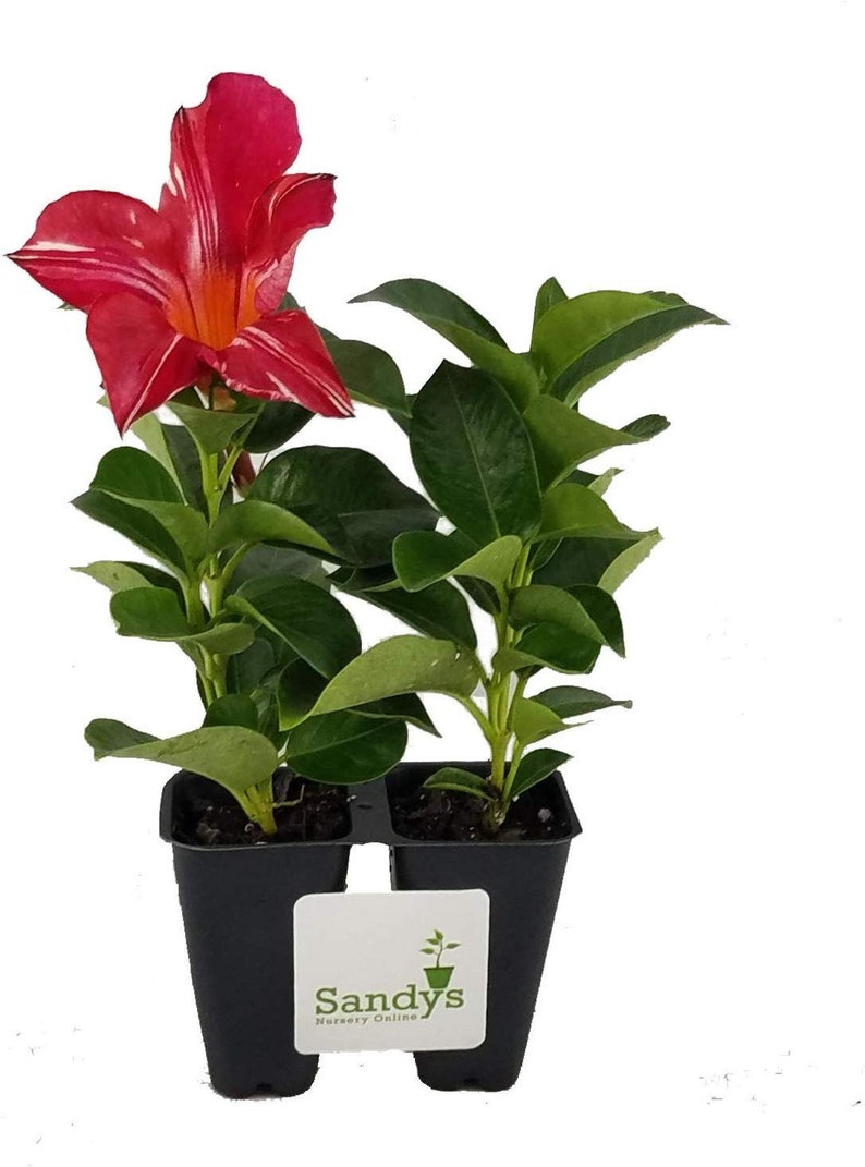 May include: Two potted red and white striped flowering plants in black pots with a white label that reads "Sandy's Nursery Online".