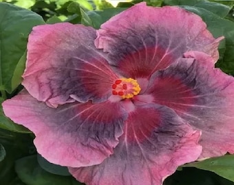 Hibiscus Cajun Color Sweet Persuasion, Starter Plant