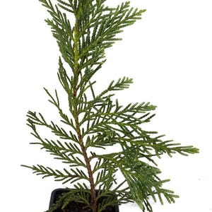 May include: A small evergreen tree in a black square pot. The tree has green, feathery foliage and a brown trunk. The pot has a white label with the text "Sandy's Nursery Online".