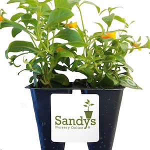 Manettia, Candy Corn Color Vine, Lot of 2 Starter Plants