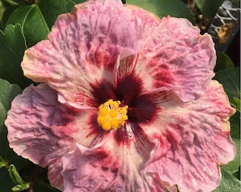 Puede incluir: Primer plano de una flor de hibisco con pétalos en capas en tonos rosa y rojo. El centro es de un borgoña profundo con un grupo de estambres amarillos. Las hojas verdes proporcionan un telón de fondo a la flor.