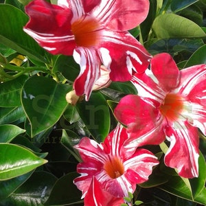 May include: Close-up of a red and white striped Mandevilla vine with green leaves. The flowers have a white center and are in full bloom. The text "Sandys Nursery Online" is visible in the bottom right corner of the image.