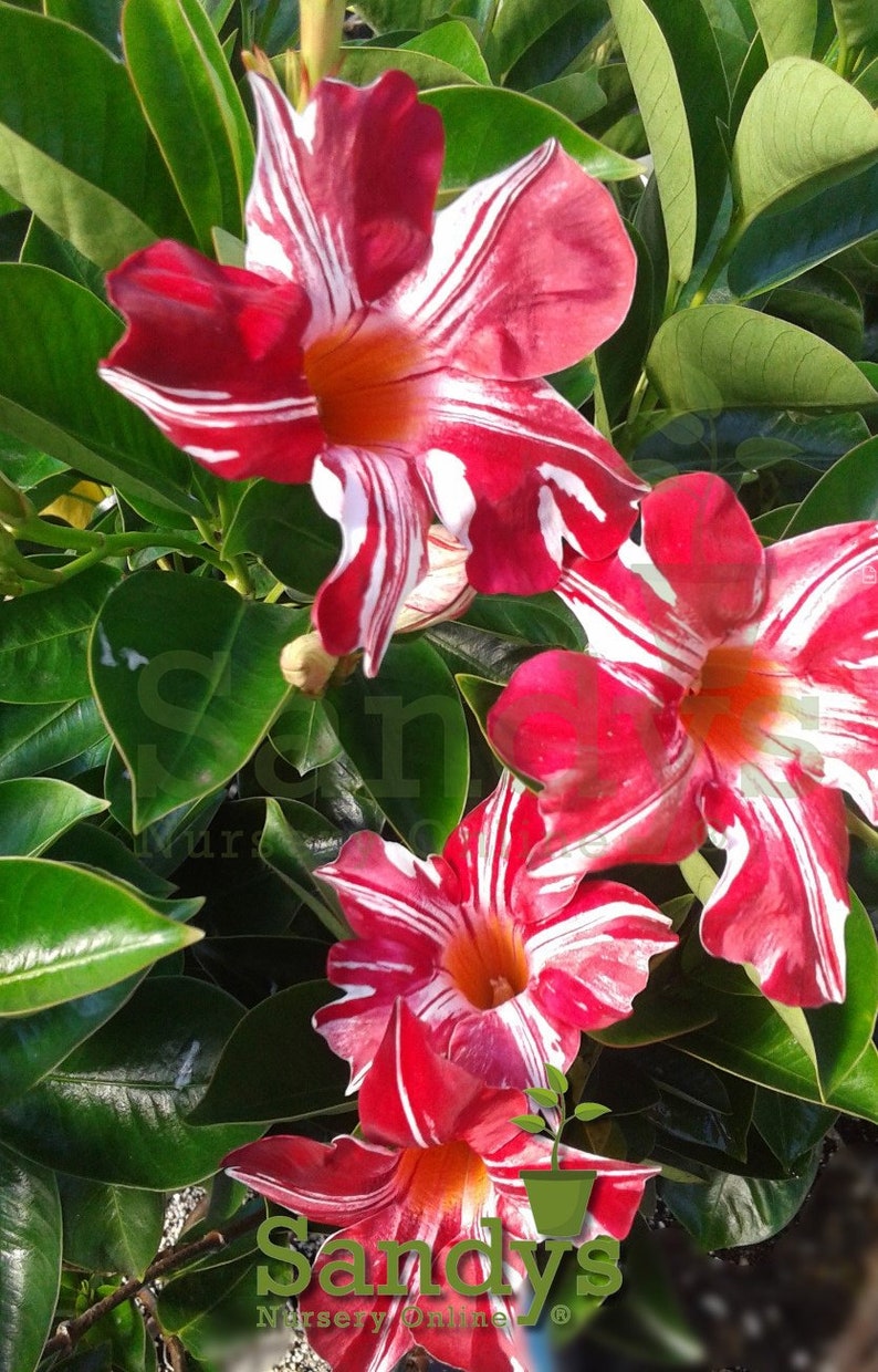 May include: Close-up of a red and white striped Mandevilla vine with green leaves. The flowers have a white center and are in full bloom. The text "Sandys Nursery Online" is visible in the bottom right corner of the image.