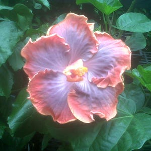 Hibiscus Cajun Color Creole Lady, Starter Plant