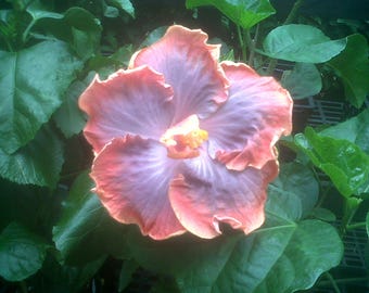 Puede incluir: Primer plano de una flor de hibisco con pétalos rizados. La flor tiene un degradado de colores, con un borde exterior rosa claro y melocotón que se desvanece en un centro lavanda. El centro de la flor tiene estambres amarillos, rodeados de hojas verdes.