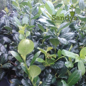 Arbusto perenne de acebo (Ilex), variedad Nellie R Stevens, maceta de 7,6 cm (3 pulgadas). imagen 4