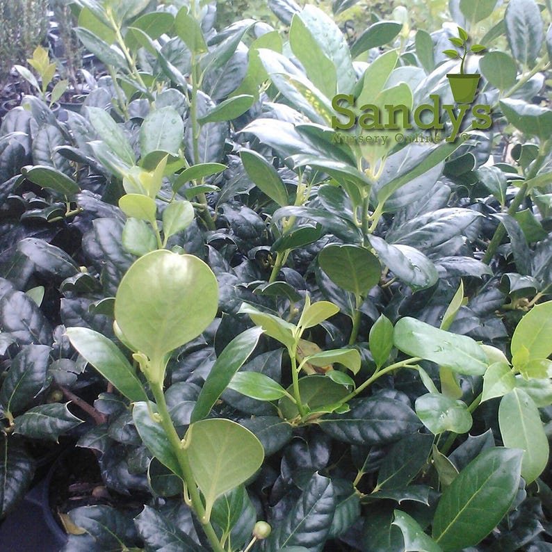 Arbusto perenne de acebo (Ilex), variedad Nellie R Stevens, maceta de 7,6 cm (3 pulgadas). imagen 4