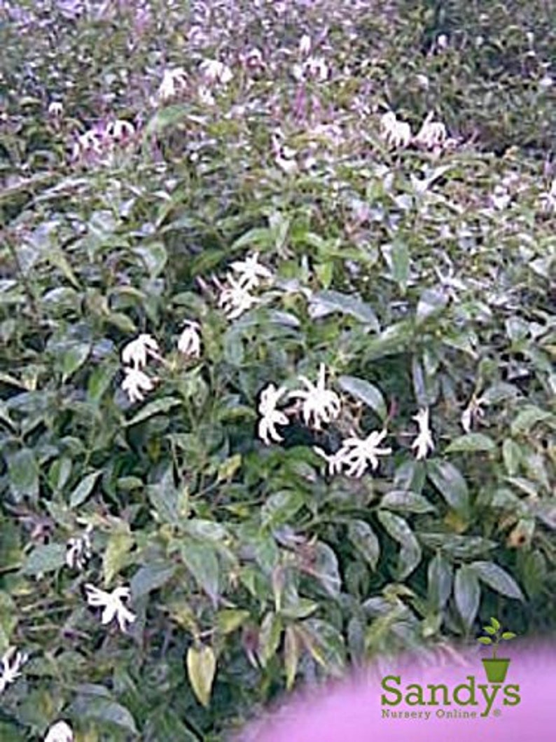 Jasmine /'Star/' Jasminum Nitidum Gallon pot