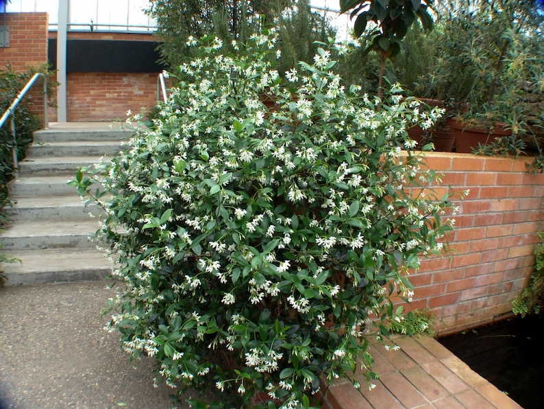 Jasmine /'Star/' Jasminum Nitidum Gallon pot