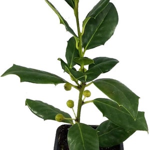 Puede incluir: Una planta de acebo en maceta con hojas verdes y peque&ntilde;as bayas verdes. La planta est&aacute; en una maceta de pl&aacute;stico negra con una etiqueta blanca que dice "Sandy's".