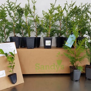 Thuja Green Giant Arborvitae 3 Inch Pot, Lot of 75 Bild 4