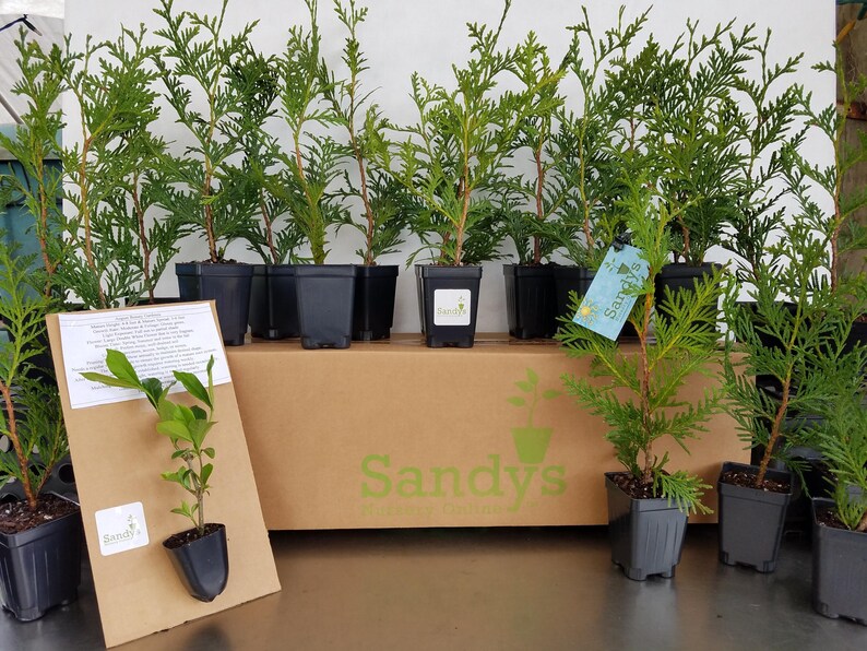 Thuja Green Giant Arborvitae 3 Inch Pot, Lot of 75 Bild 4