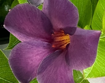 New Mandevilla Sun Parasol Original XP BLUEPHORIA Starter Plant - Etsy