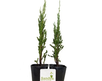 Juniper Scopulorum, Skyrocket Evergreen Tree, Starter Plant Lot of 2