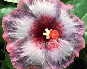 Blood of God Hosta - Etsy