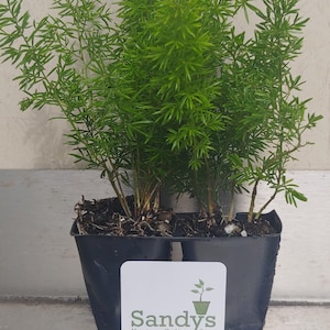 Fern Foxtail Asparagus Meyeri, Bush Ground Cover