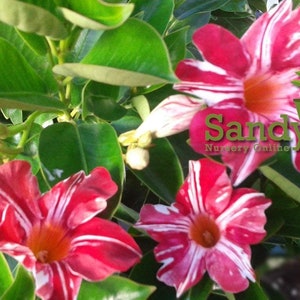 May include: A close-up of a pink and white striped Mandevilla vine with green leaves. The flowers have a red and white striped pattern and a yellow center. The text "Sandy's Nursery Online" is visible in the image.