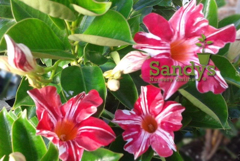 May include: A close-up of a pink and white striped Mandevilla vine with green leaves. The flowers have a red and white striped pattern and a yellow center. The text "Sandy's Nursery Online" is visible in the image.