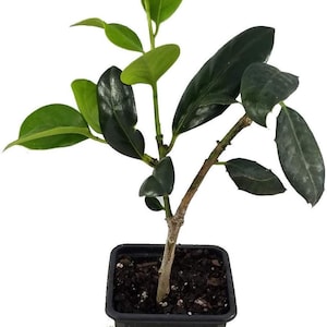 Ilex Evergreen Shrub, Nellie R Stevens Holly, 3 Inch Pot, Lot of 10