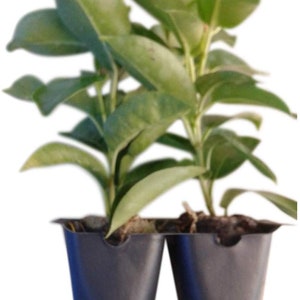May include: Two small green plants in black plastic pots. The plants are in a single pot with two compartments.